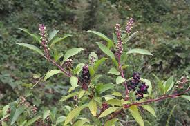 Image result for Phytolacca