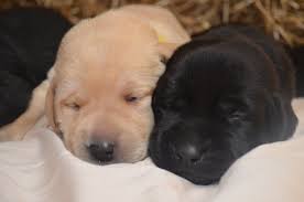 Don't miss what's happening in your neighborhood. Nor Cal Labs Next Litter Will Be Coming Soon