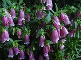 Plantfiles Pictures Spotted Bellflower Cherry Bells Campanula Punctata By Weeding Edible Plants Campanula Campanula Punctata