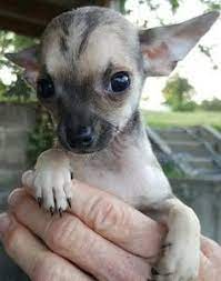 Cincinnati For Sale Puppies Craigslist Puppies Animals Dogs