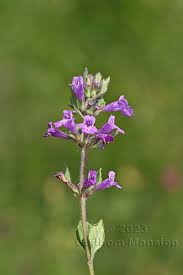 Image result for Clinopodium uhligii