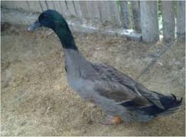 • sekiranya kemarau yang berpanjangan berlaku, perubahan dalam ekosistem seperti ini akan mengganggu keseimbangan antara populasi yang ada di sawah padi. Ayo Budidayakan Itiak Pitalah