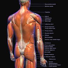 Stylized male body anatomy chart: Labeled Anatomy Chart Of Male Back Photograph By Hank Grebe