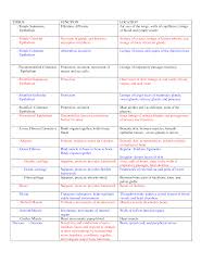 Simple Tissues Squamous Epithelial Related Keywords Amp Suggestions Simple Tissues Squamous Epi Human Anatomy And Physiology Medicine Notes Medical Anatomy