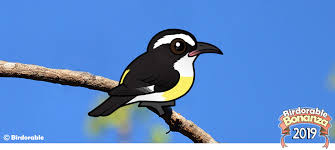 Birdorable was featured in the avian flair section of the august 2008 issue of bird talk magazine. Birdorable Blog Page 6 Bird News New Species More