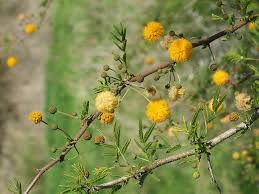 Image result for Acacia farnesiana