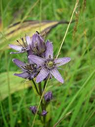 Image result for Swertia welwitschii