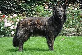 De hollandse herder langhaar is een intelligente, zelfstandig en trouwe gezinshond die somber in zijn uiterlijk voorkomen is. Hollandse Herder Wikipedia
