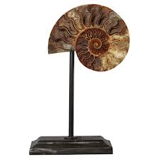 Maybe you would like to learn more about one of these? Nautilus Shell On Stand Oka