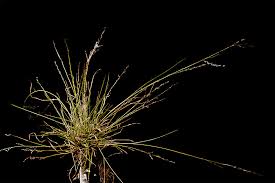 Image result for Eragrostis porosa