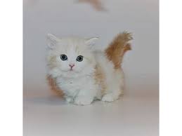 All kittens have been wormed with panacur flea treated with effipro they are eating wet and dry food and are litter trained. Munchkin Cat Munchkin Kittens For Sale Abu Dhabi Dubai Classifieds