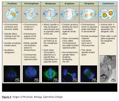 Their main difference is how they form the daughter cells during cytokinesis. Lab 9 Mitosis And Meiosis Biology Libretexts