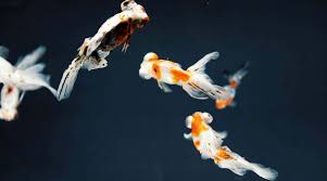 We did not find results for: Types Of Goldfish Single And Double Tailed Aquariadise