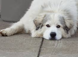 Adopting a pet from foster. Gprci