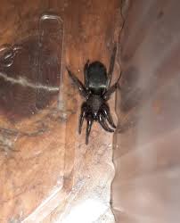 Image result for pokoutnik st job 