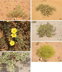 Image result for Limeum fenestratum