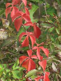 Image result for Pearsonia cajanifolia