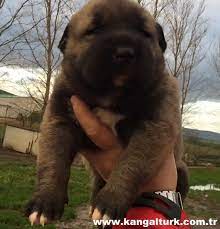 satilik kangal yavrulari junior cesur madimak kangal ciftligi www kangalturk com tr kangal kopegi
