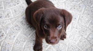 The 6 Best Puppy Foods For Labs The Bark Buzz