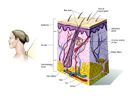 In 2020, more than 30 percent of all new cancer diagnoses in women will be breast cancer. Skin Cancer Non Melanoma Medical Illustrations Cancer Net