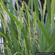 Image result for Oryza sativa