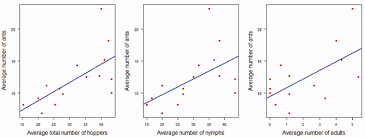 Image result for Oxyrhachis