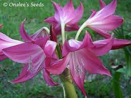 Plant the bulbs in clusters or small groups for a colorful impact. Crinum Lily Deep Pink Flowering Florida Hybrid 5 Small Bulbs