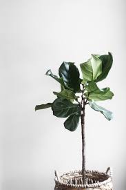 Ficus lyrata are still hot plants but they can be tricky. How To Care For A Fiddle Leaf Fig Plant Chatelaine