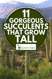 Plants shipped in early spring are dormant. 11 Gorgeous Succulents That Grow Tall Garden Tabs