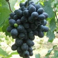 Suntem importatorii oficiali a sîrmei zincate pentru viță de vie în republica moldova. Vita De Vie Neagra De Masa Moldova Gardenexpert Ro