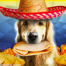 There are two things to be aware of before serving. Can Dogs Eat Tamales The Corn Husk Is Dangerous Dog Leash Pro