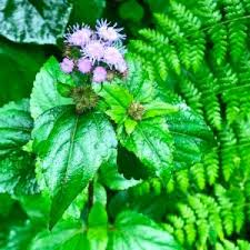 Image result for Solanecio mannii