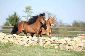 The first and most obvious outlay is the initial cost of the animal. 5 Things To Consider Before You Buy A Mini Horse