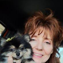 Abby, a Cream Sable Female Pomeranian Puppy 803959