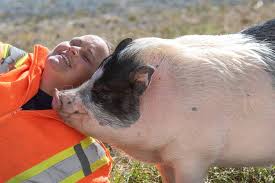 We breed quality mini pet pigs from a diversified genetic program. Unique Pets Pot Bellied Pigs Dream Come True For East Coast Woman Saltwire