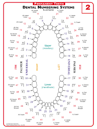 Dental Chart With Teeth Numbers Teeth Number Diagram Unique
