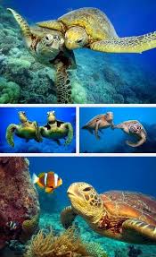 Pin By Mikayla Bade On Turtles Ocean Life Ocean Creatures Turtle