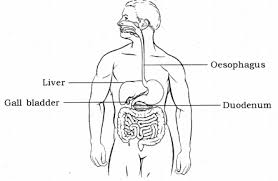 Webmd's liver anatomy page provides detailed images, definitions, and information about the liver. 1 Draw A Diagram Of Human Alimentary Canal Cbse Class 10 Science Learn Cbse Forum