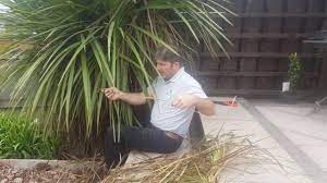 How To Prune A Cordyline Australis Like A Pro Youtube