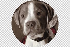 Don't give them the run of the house until they've reached trustworthy maturity. Dog Breed American Pit Bull Terrier American Bulldog Alapaha Blue Blood Bulldog Puppy Animals Carnivoran Dog Like Mammal Png Klipartz