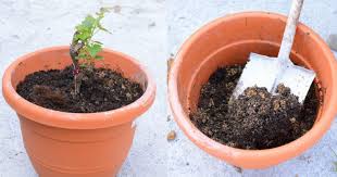Cara menanam pokok bunga dalam pasu. Ini Cara Mudah Tanam Pokok Anggur Dalam Pasu Impiana