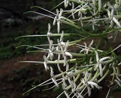 Image result for Pavetta sp. E