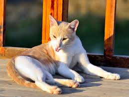 Katzen sind die beliebtesten haustiere in deutschland. Katzen Vor Sonnenbrand Schutzen Geeignete Sonnencreme