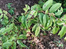 Black Spot Fungus Getting Rid Of Black Leaf Spot Black Spot On Roses Plant Problems Plant Leaves