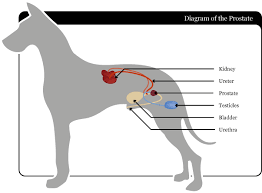 In male dogs, the prostate may be secondarily affected. Pin On Firewood