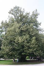 It is the color that is in between the web color chartreuse and yellow on. Tilia Tomentosa Wikipedia