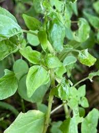 Image result for Parietaria debilis