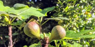 Fast growing tree with a short trunk. Abcs Of Florida Fruit Trees Bradenton Sarasota Fl Feb 21 2019 10 00 Am