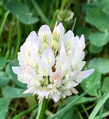 Trifolium Repens Clover Dutch Clover Ladino Clover Purple Dutch Clover Shamrock White Clover North Carolina Extension Gardener Plant Toolbox