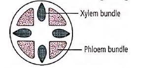 Xylem tissue is found, along with phloem tissue and other tissues, in vascular bundles. Identify The Type Of Vascular Bundle As Shown In The Figure